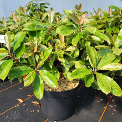 Photinia serratifolia 'Pink Crispy' ® - 'Oploo 5'