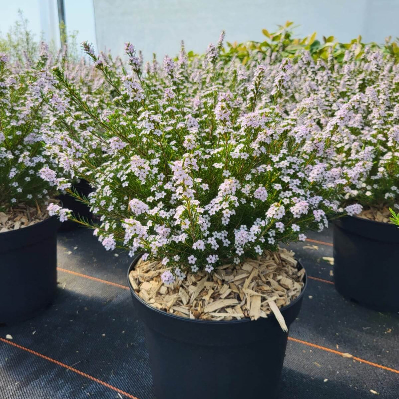 Diosma hirsuta Pink Foutain