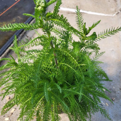 Achillea millefolium Summerwine