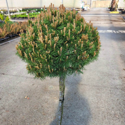 Pinus mugo 'Mops' - Pin de montagne