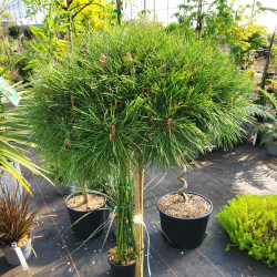 Pinus densiflora ‘Jane Kluis’