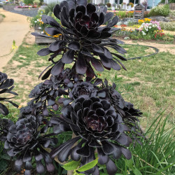 Aeonium arboreum ‘Zwartkop‘