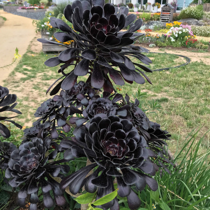 Aeonium arboreum ‘Zwartkop‘