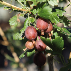 Ribes uva-crispa 'Freedonia' - Groseillier à maquereaux