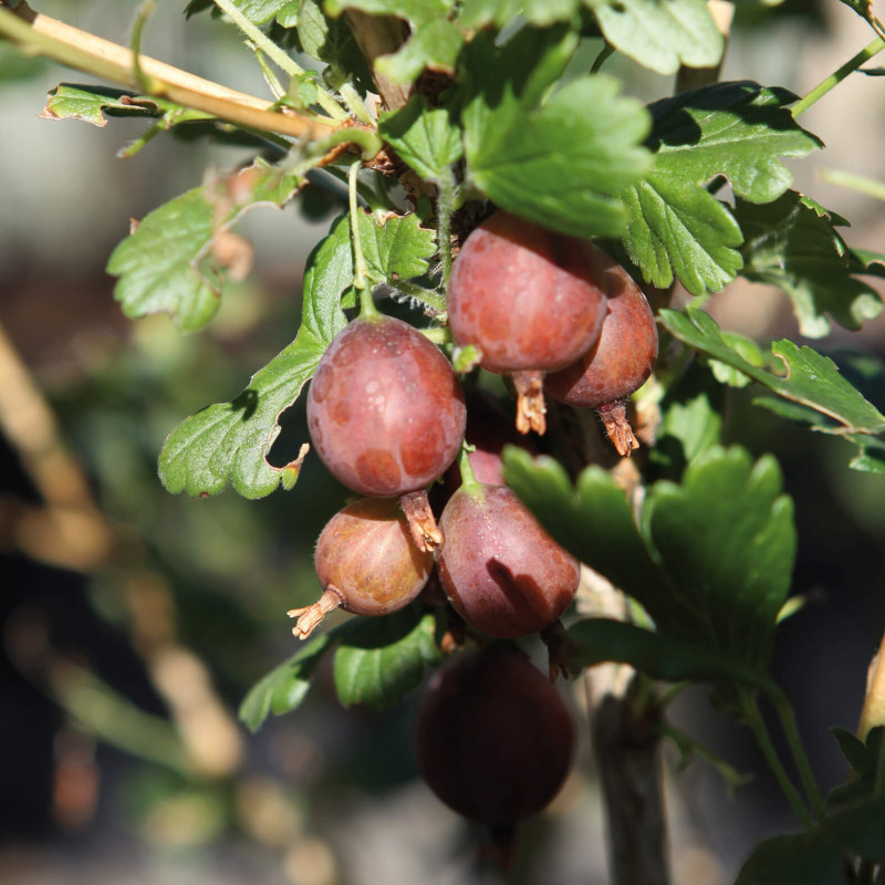 Ribes uva-crispa 'Freedonia' - Groseillier à maquereaux