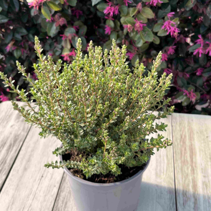Hebe ‘Baby Marie’
