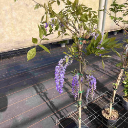 Wisteria sinensis