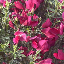 Cytisus scoparius ‘Boskoop Ruby’