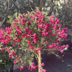 Cytisus scoparius ‘Boskoop Ruby’