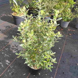 Olearia traversii