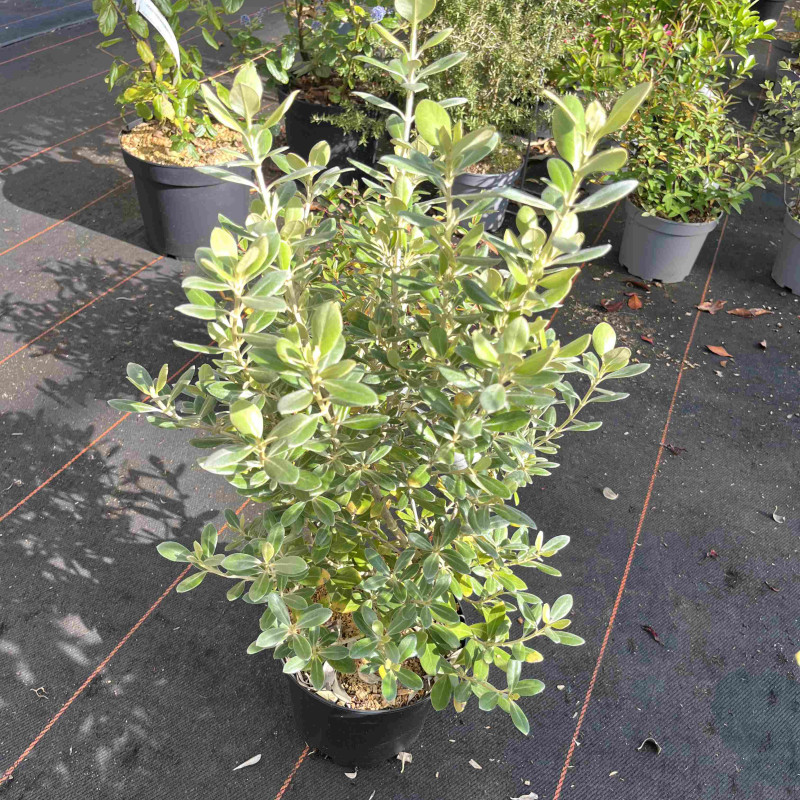 Olearia traversii