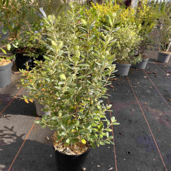 Olearia traversii