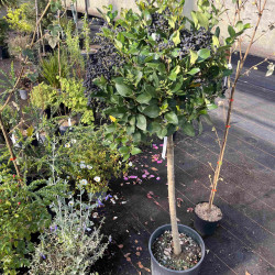 Ligustrum japonicum 'Texanum' - Troène du Texas