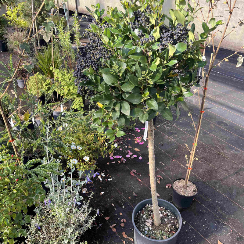 Ligustrum japonicum 'Texanum' - Troène du Texas