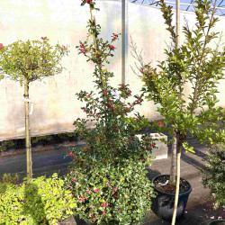 Ilex aquifolium ‘Alaska’