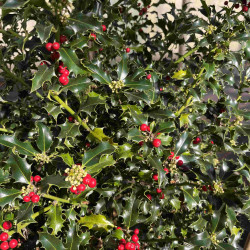 Ilex aquifolium ‘Alaska’