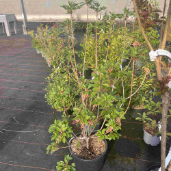 Enkianthus campanulatus
