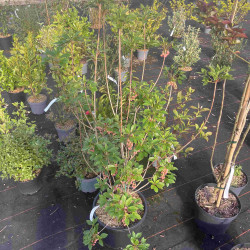 Enkianthus campanulatus