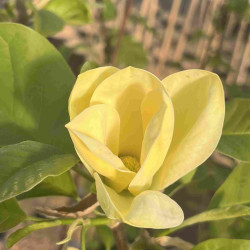 Magnolia brooklynensis Yellow Bird