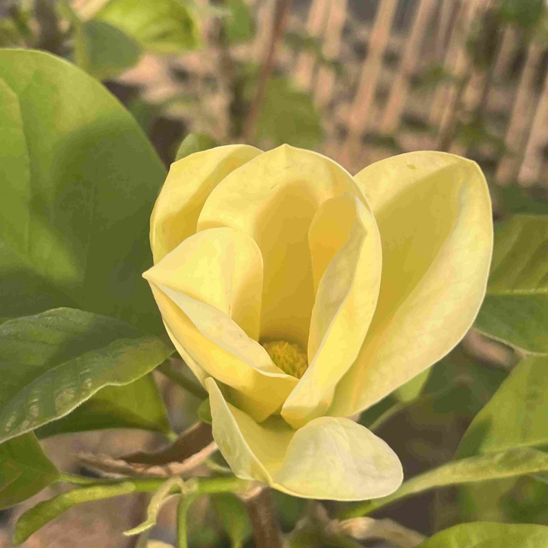 Magnolia brooklynensis Yellow Bird