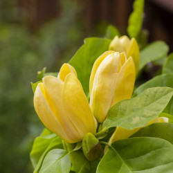 Magnolia brooklynensis Yellow Bird