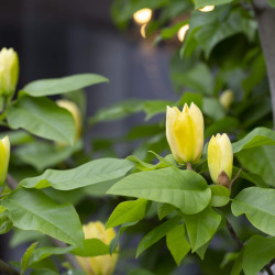 Magnolia brooklynensis Yellow Bird