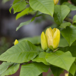 Magnolia brooklynensis Yellow Bird