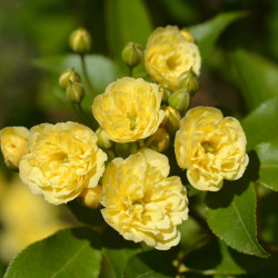 Rosier Lutea Plena