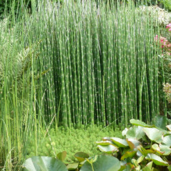Equisetum hyemale