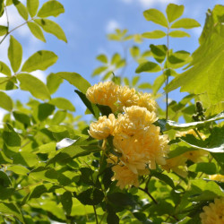 Rosier Lutea Plena
