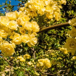 Rosier Lutea Plena