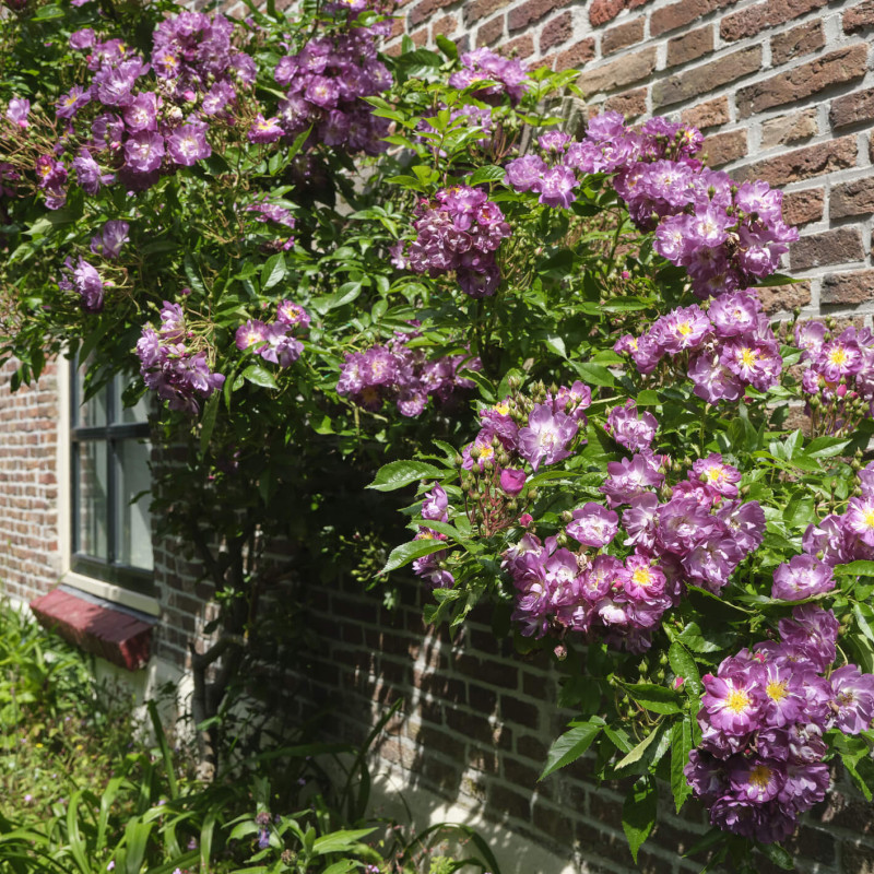 Rosier Veilchenblau