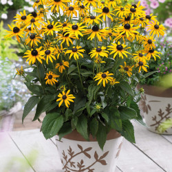 Rudbeckia fulgida ‘Little Goldstar’