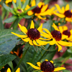 Rudbeckia fulgida ‘Little Goldstar’
