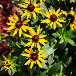 Rudbeckia fulgida ‘Little Goldstar’