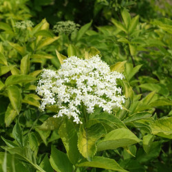 Sambucus nigra ‘Golden Tower’