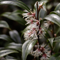 Sarcococca hookeriana ‘Digyna‘