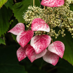 Schizophragma hydrangeoides ‘Rose Sensation’