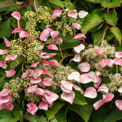 Schizophragma hydrangeoides ‘Rose Sensation’
