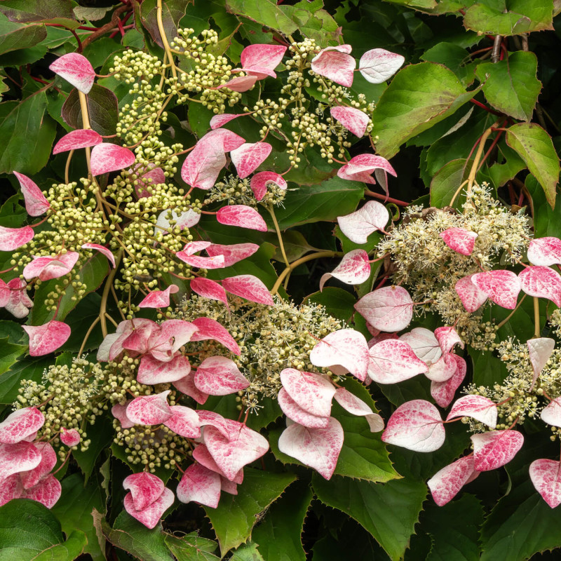 Schizophragma hydrangeoides ‘Rose Sensation’