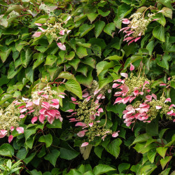 Schizophragma hydrangeoides ‘Rose Sensation’