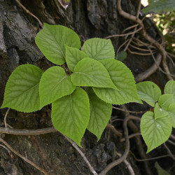 Schizophragma hydrangeoides ‘Rose Sensation’