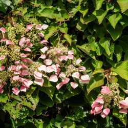 Schizophragma hydrangeoides ‘Rose Sensation’