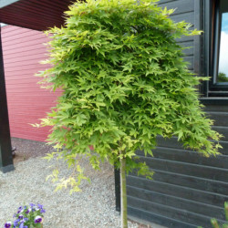 Acer palmatum Ryusen