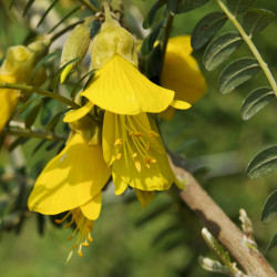 Sophora microphylla ‘Dragon's gold’