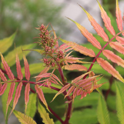 Sorbaria sorbifolia ‘Sem’