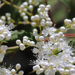 Sorbaria sorbifolia ‘Sem’