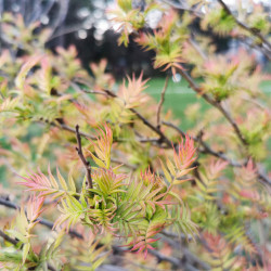 Sorbaria sorbifolia ‘Sem’