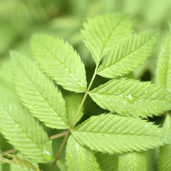 Sorbaria sorbifolia ‘Sem’
