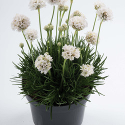 Armeria maritima 'Alba' -  Gazon d'espagne